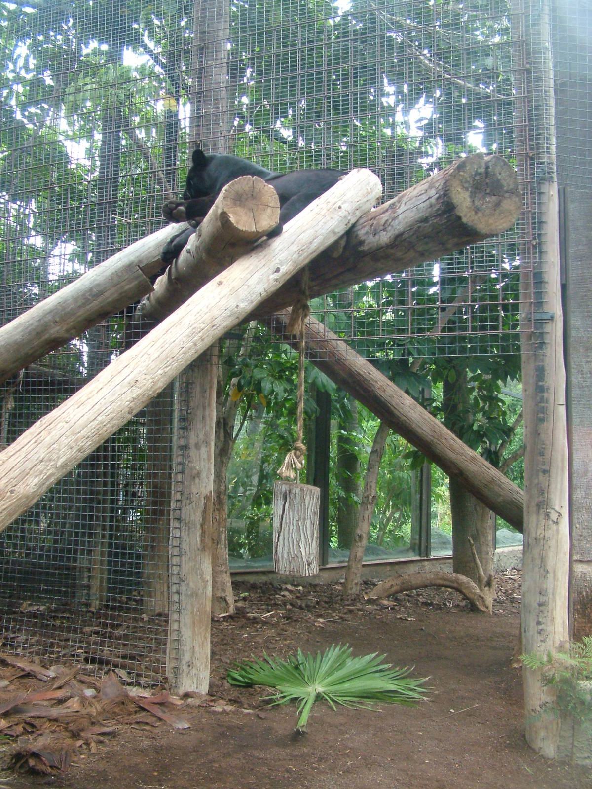 Jaguar Exhibit at Jungle Park (Las Aguilas), 13/11/10