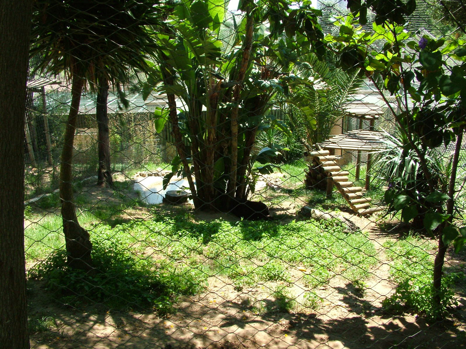 Jaguar Exhibit at Lisbon Zoo, 24/05/11