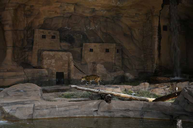 jaguar exhibit at night