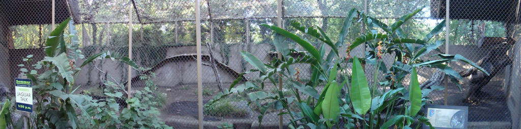 Jaguar exhibit at the Los Angeles Zoo