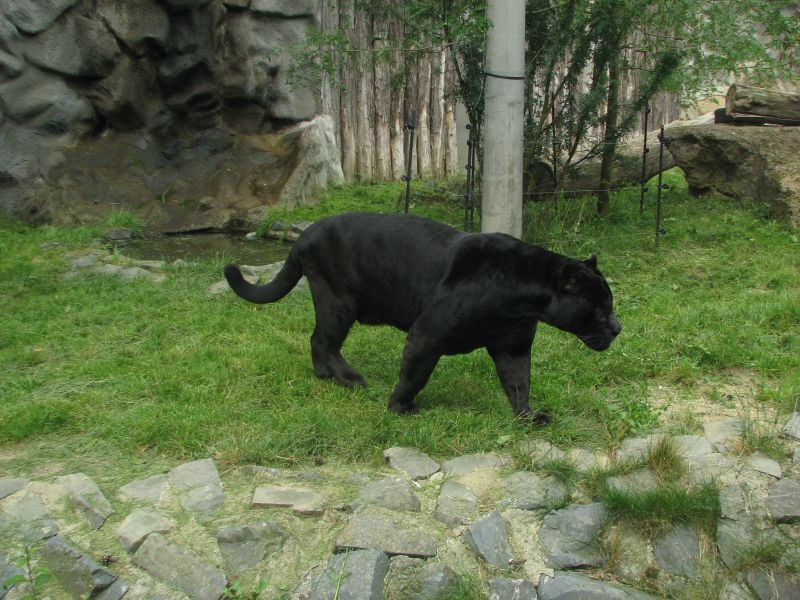 Jaguar exhibit at zoo Olomouc