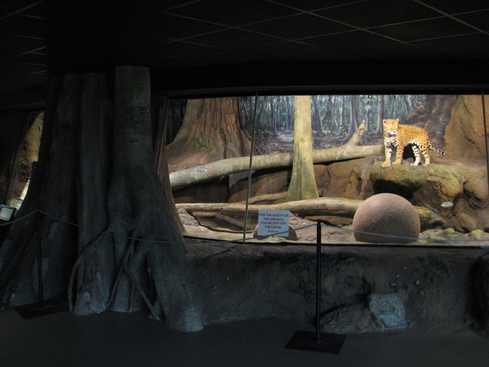 Jaguar Exhibit - Bedroom
