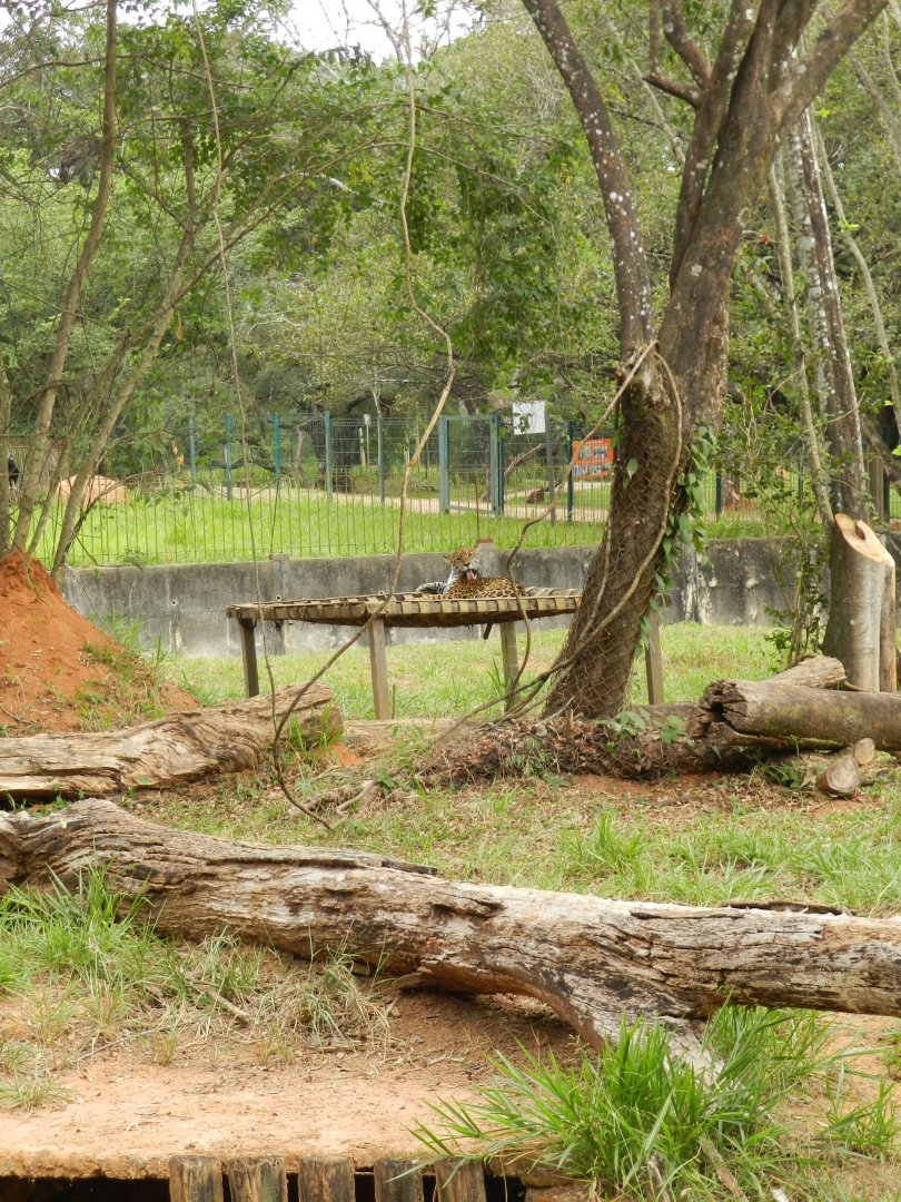 Jaguar exhibit - Belo Horizonte zoo