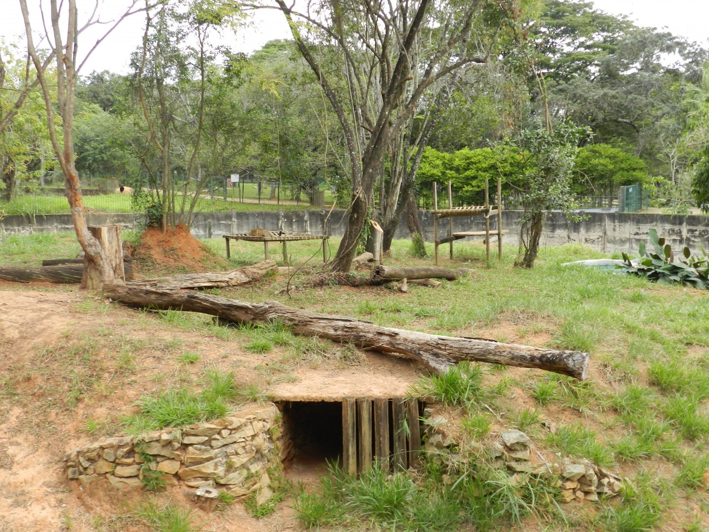 Jaguar exhibit - Belo Horizonte zoo
