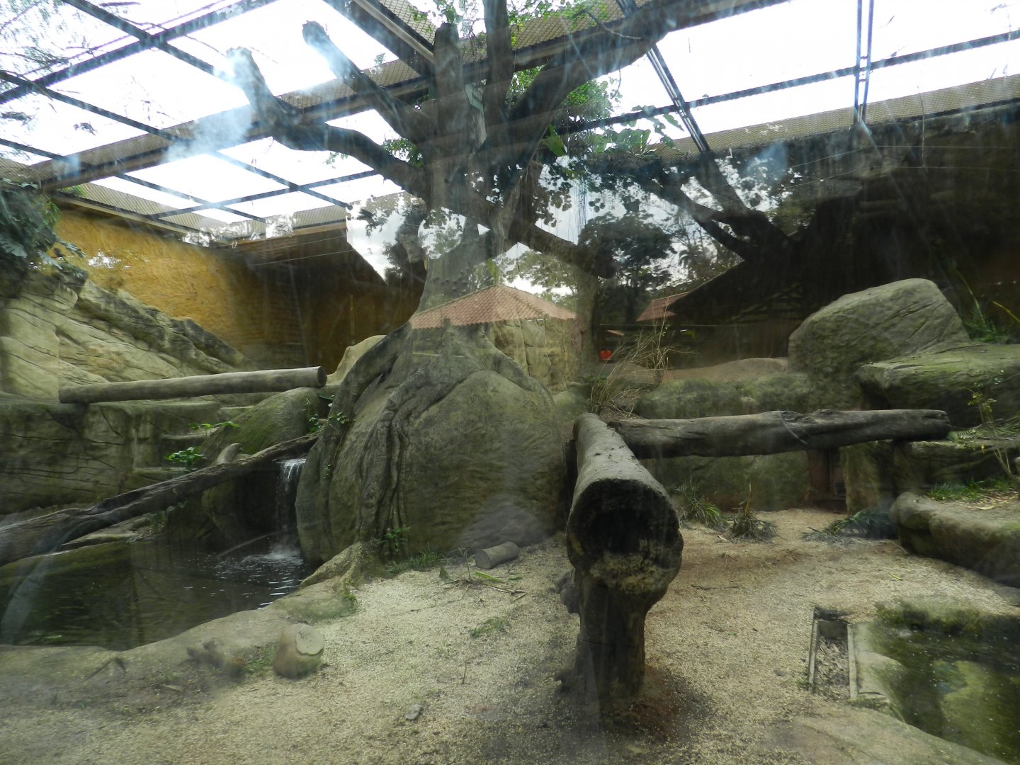 Jaguar exhibit - BioParque do Rio