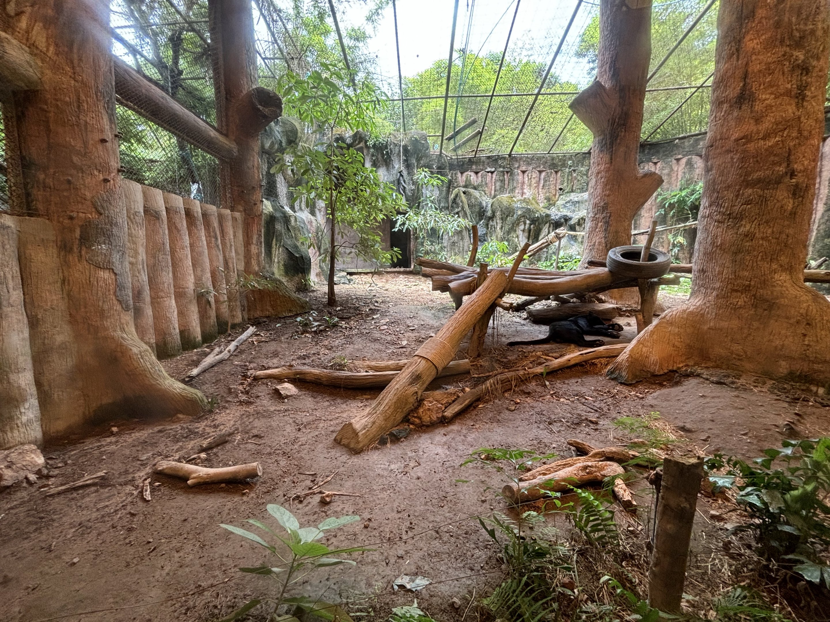 Jaguar Exhibit - black specimen