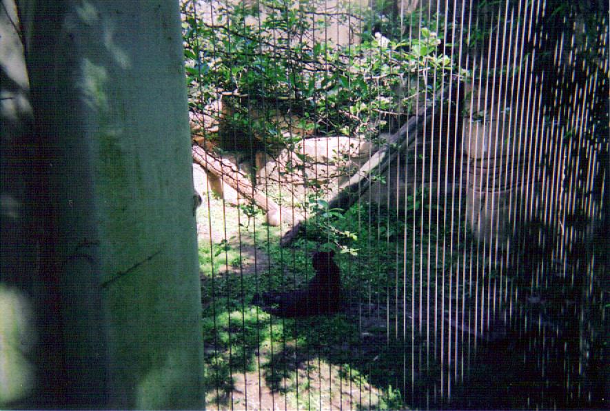 Jaguar Exhibit - Cat Country