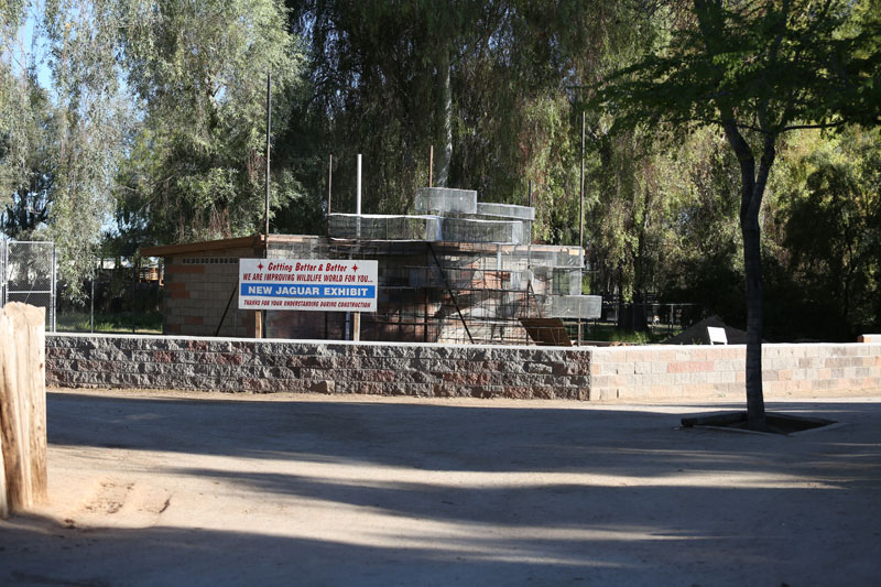 jaguar exhibit construction