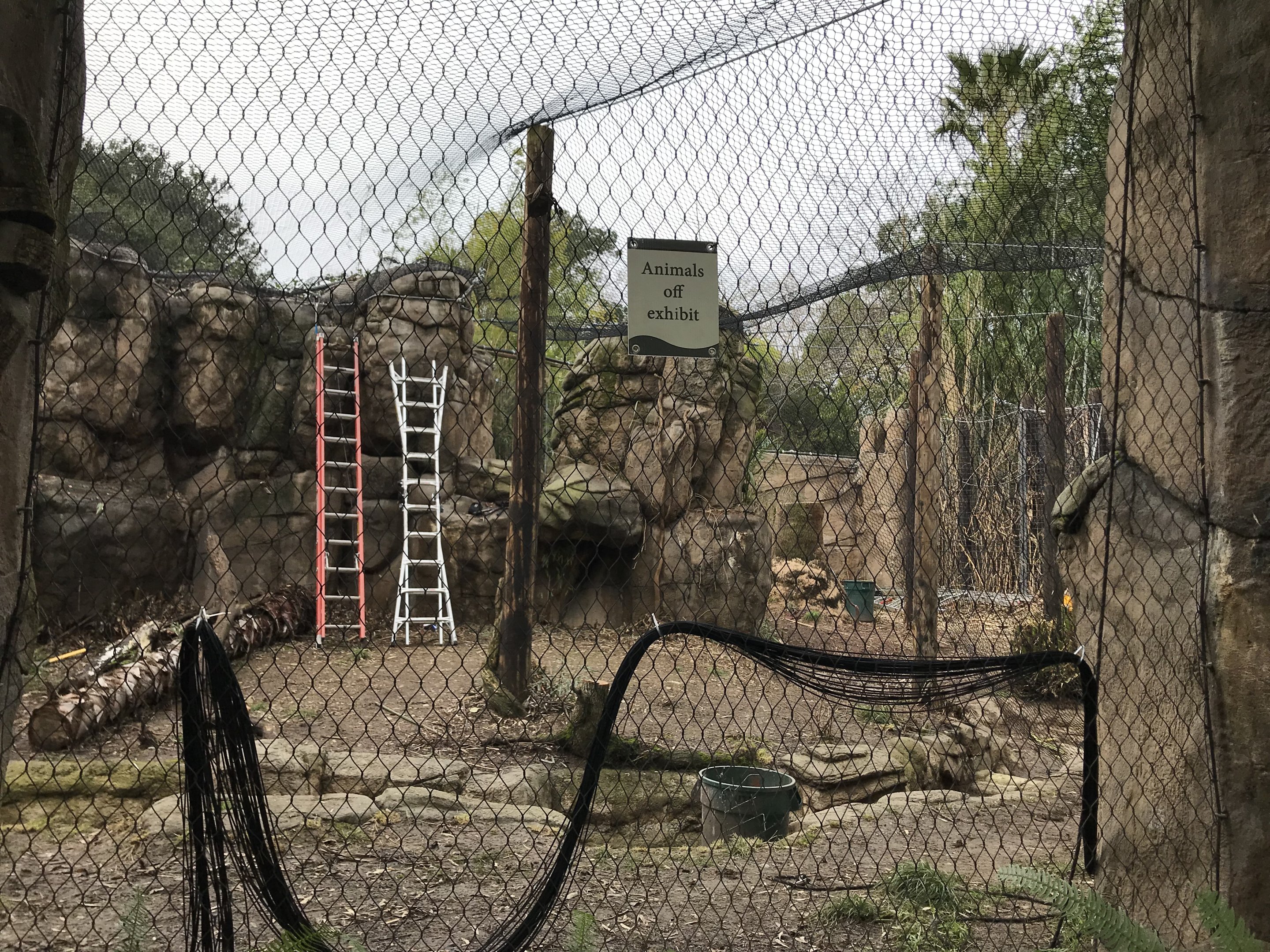 Jaguar Exhibit Construction