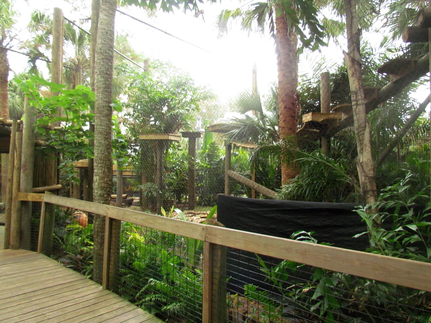 Jaguar Exhibit Expansion