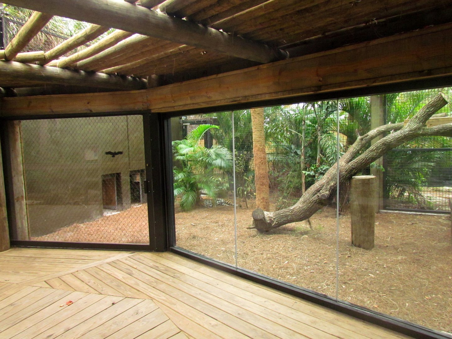 Jaguar Exhibit Expansion