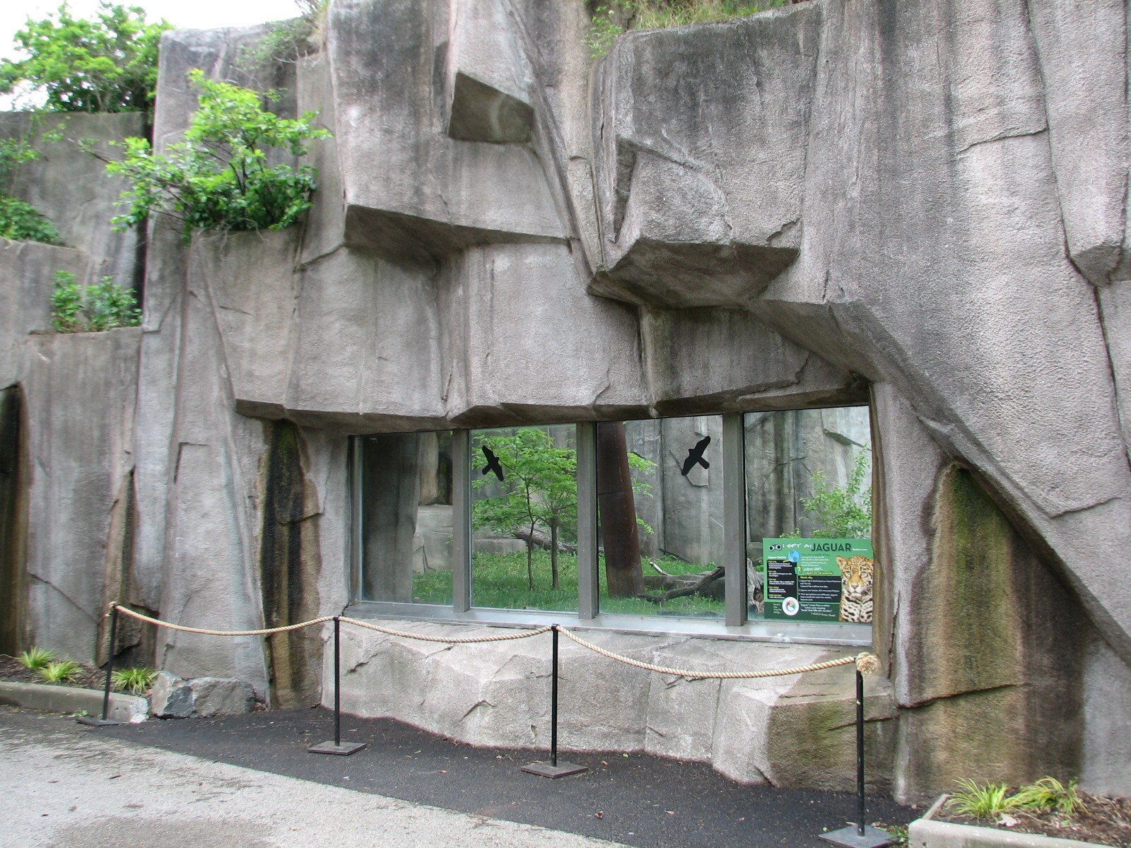 Jaguar Exhibit - Exterior Viewing Window