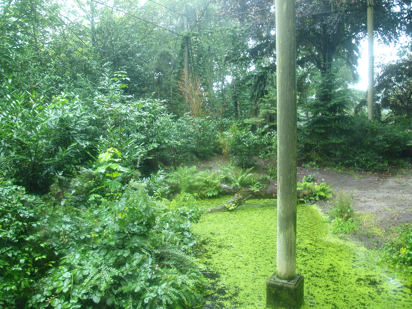 Jaguar exhibit - Former Amur tiger exhibit, 2015-07-19