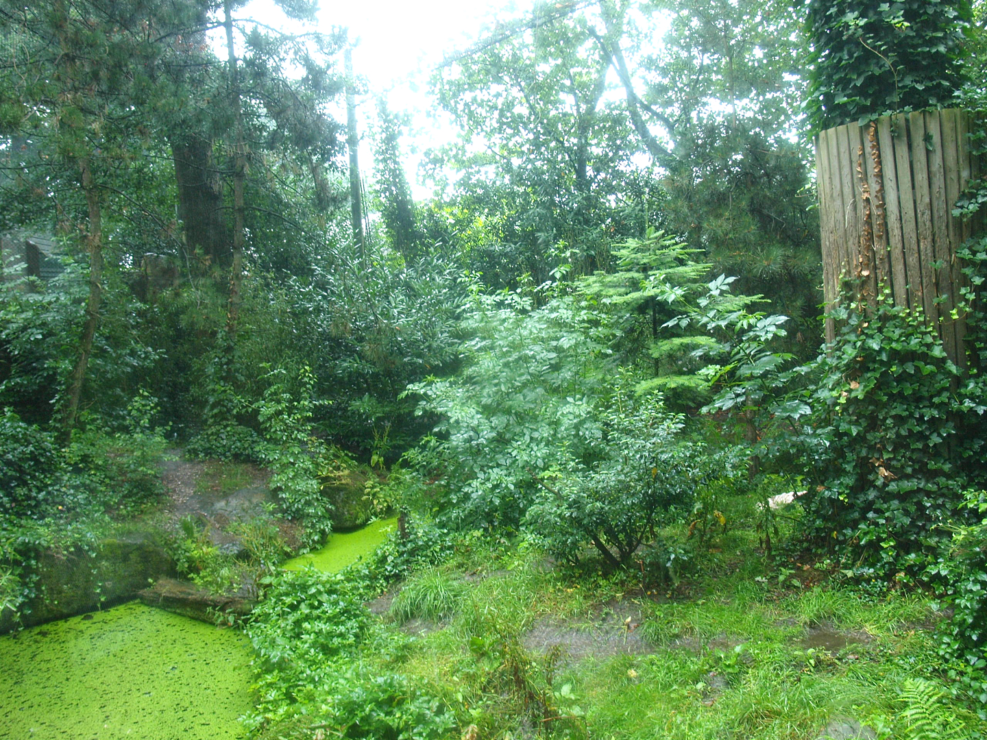 Jaguar exhibit - Former Amur tiger exhibit, 2015-07-19