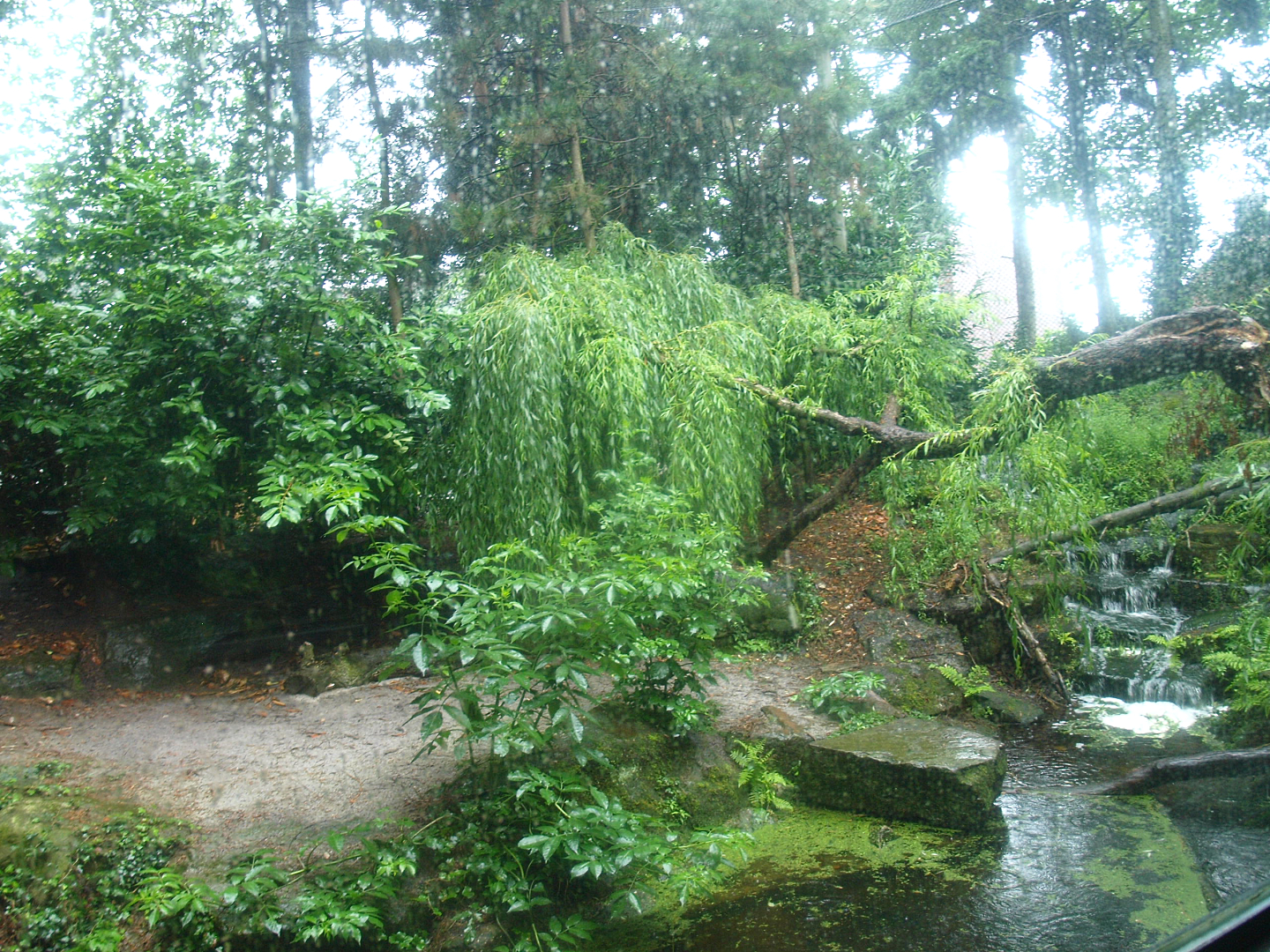 Jaguar exhibit - Former Amur tiger exhibit, 2015-07-19
