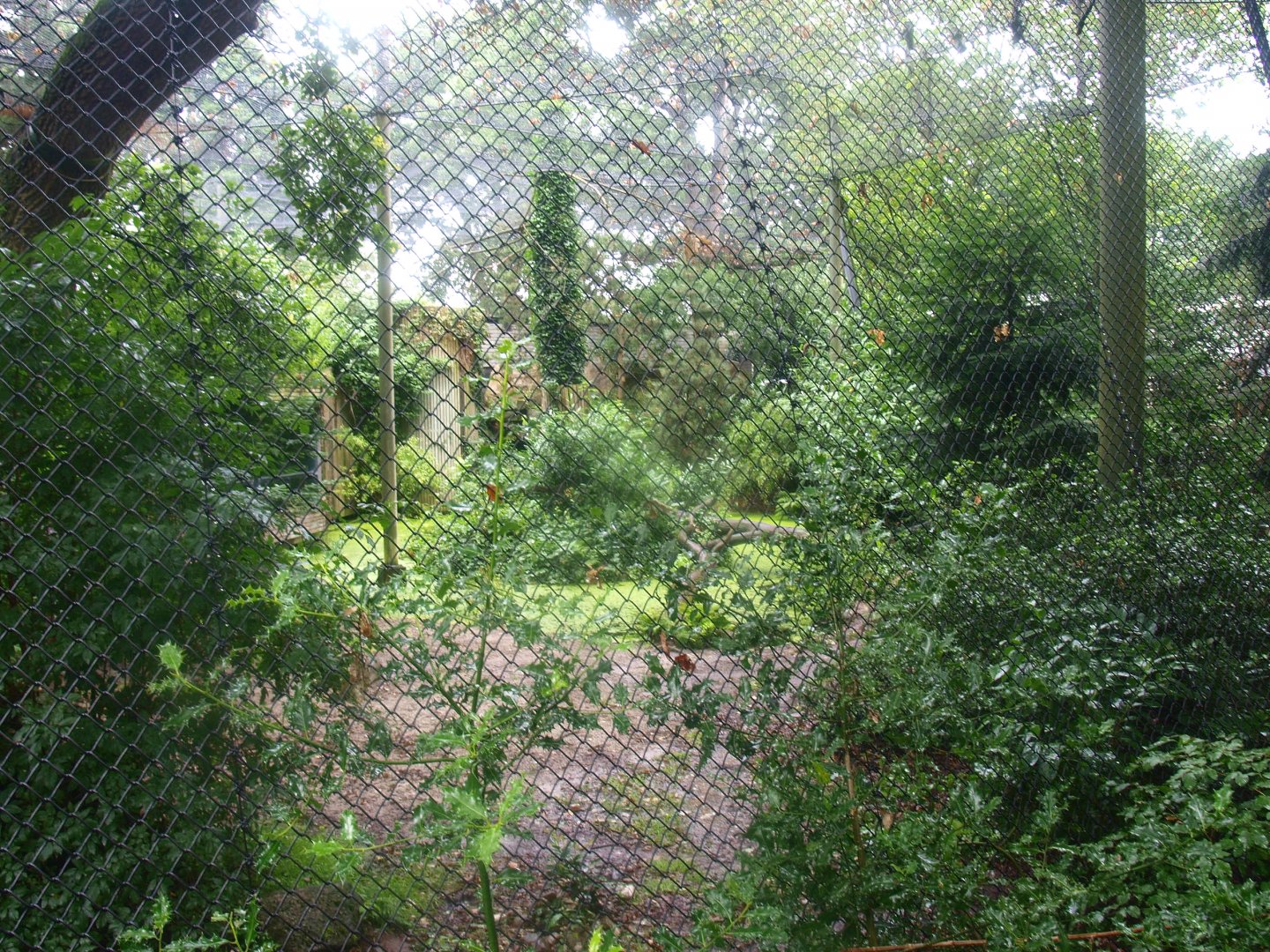 Jaguar exhibit - Former Amur tiger exhibit, 2015-07-19