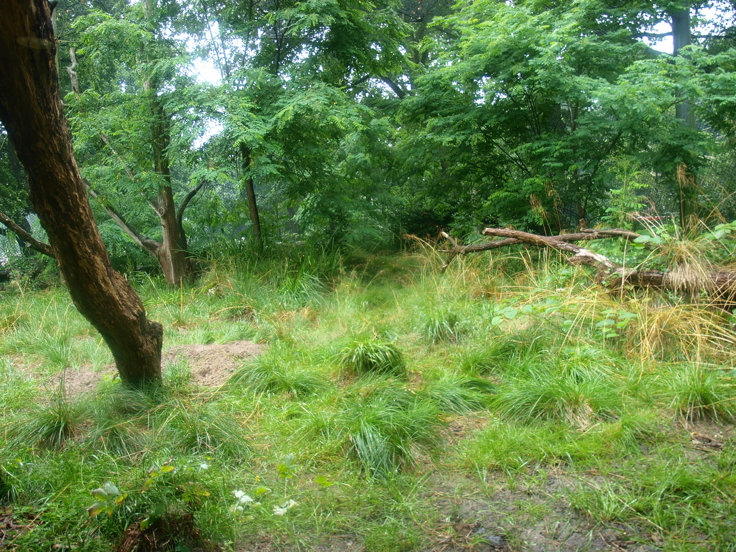 Jaguar exhibit - Former Sri Lankan leopard exhibit, 2015-07-19