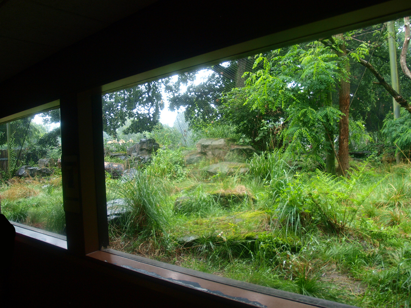 Jaguar exhibit - Former Sri Lankan leopard exhibit, 2015-07-19
