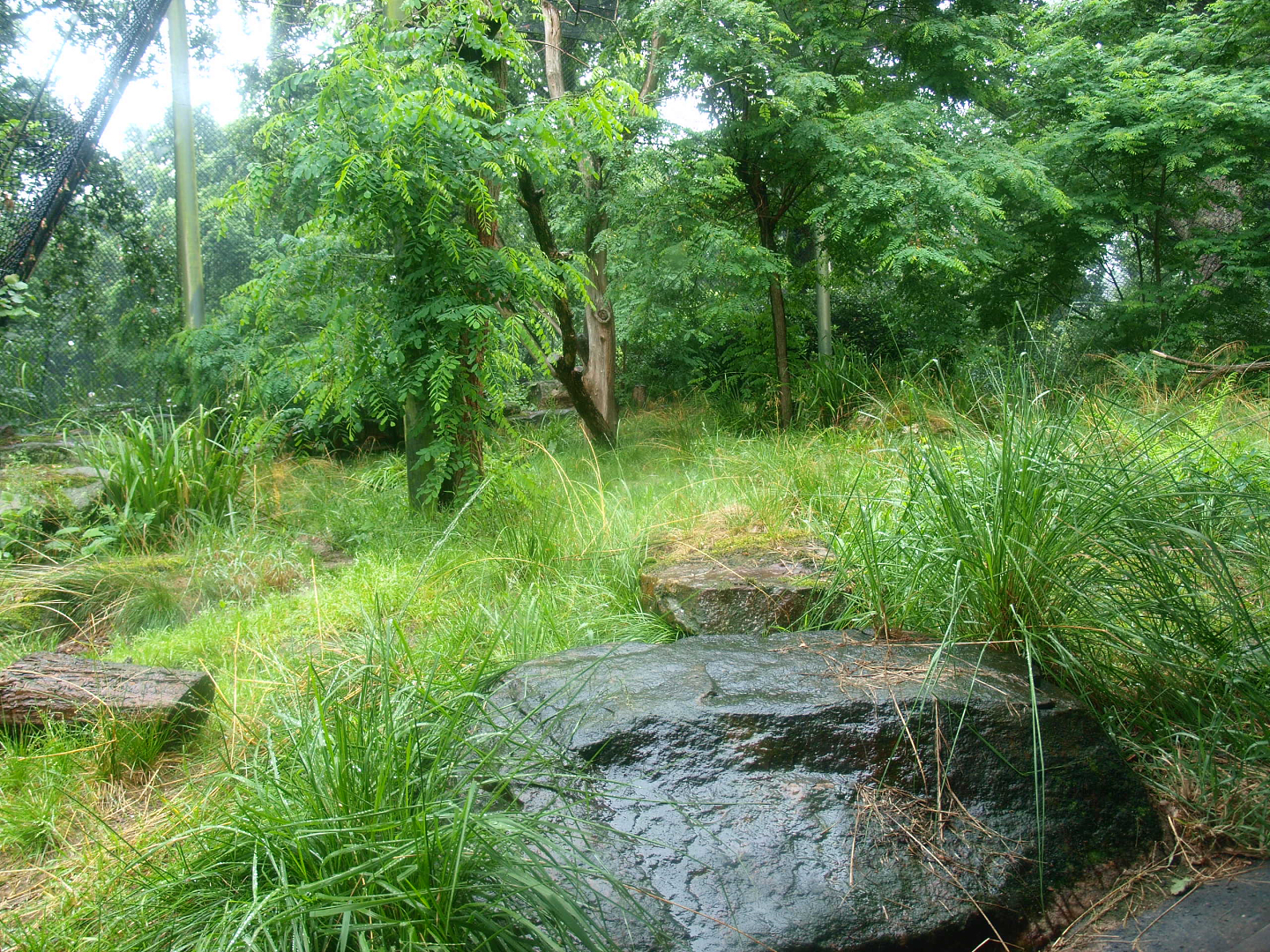 Jaguar exhibit - Former Sri Lankan leopard exhibit, 2015-07-19