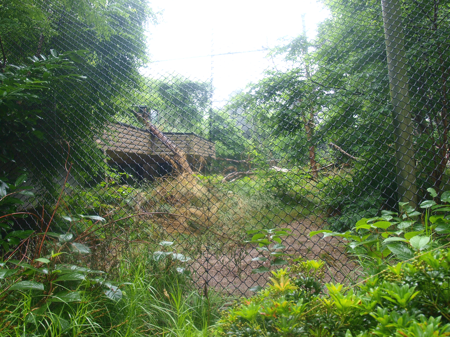 Jaguar exhibit - Former Sri Lankan leopard exhibit, 2015-07-19
