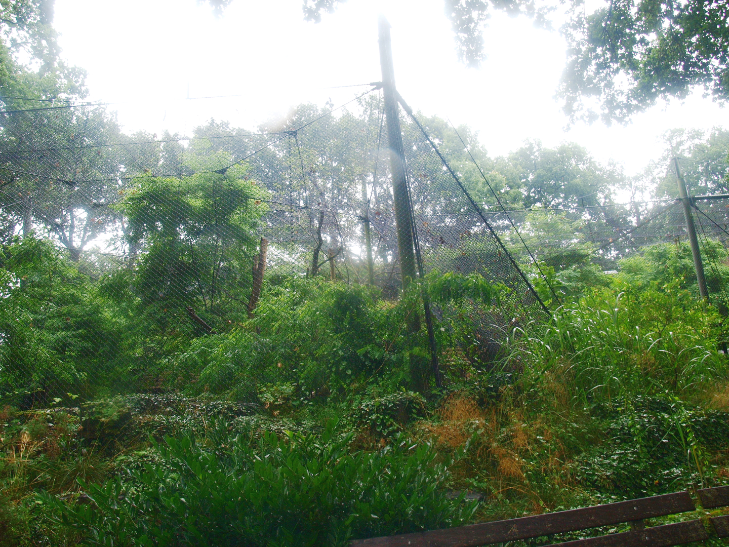 Jaguar exhibit - Former Sri Lankan leopard exhibit, 2015-07-19