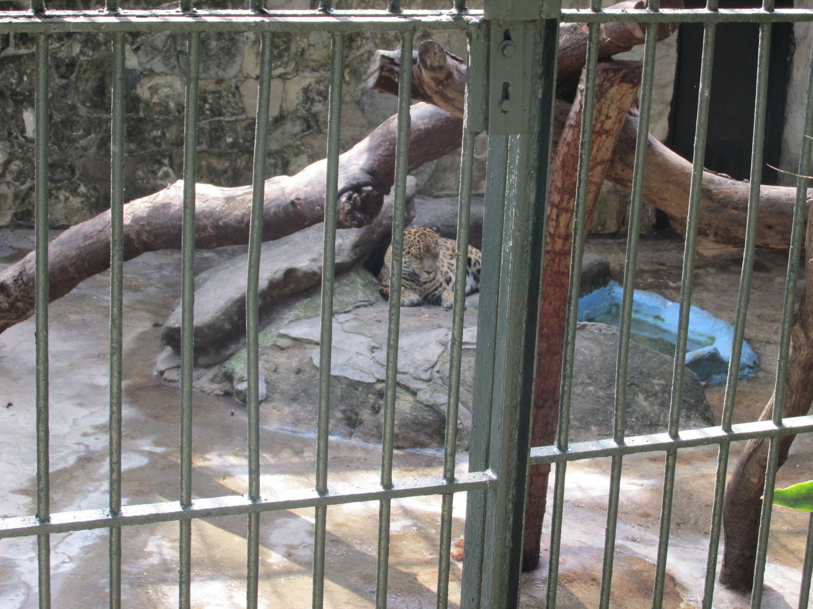 jaguar exhibit havana zoo