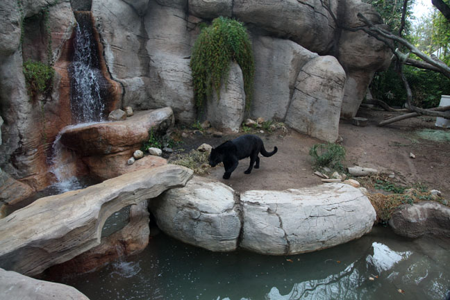 jaguar exhibit - left half