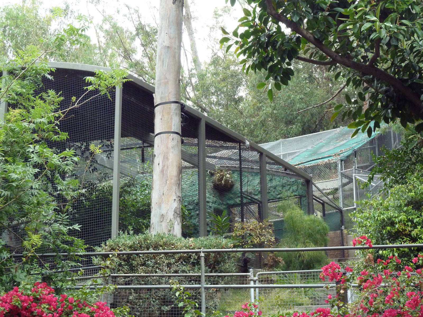 Jaguar Exhibit + Off-Exhibit Enclosure
