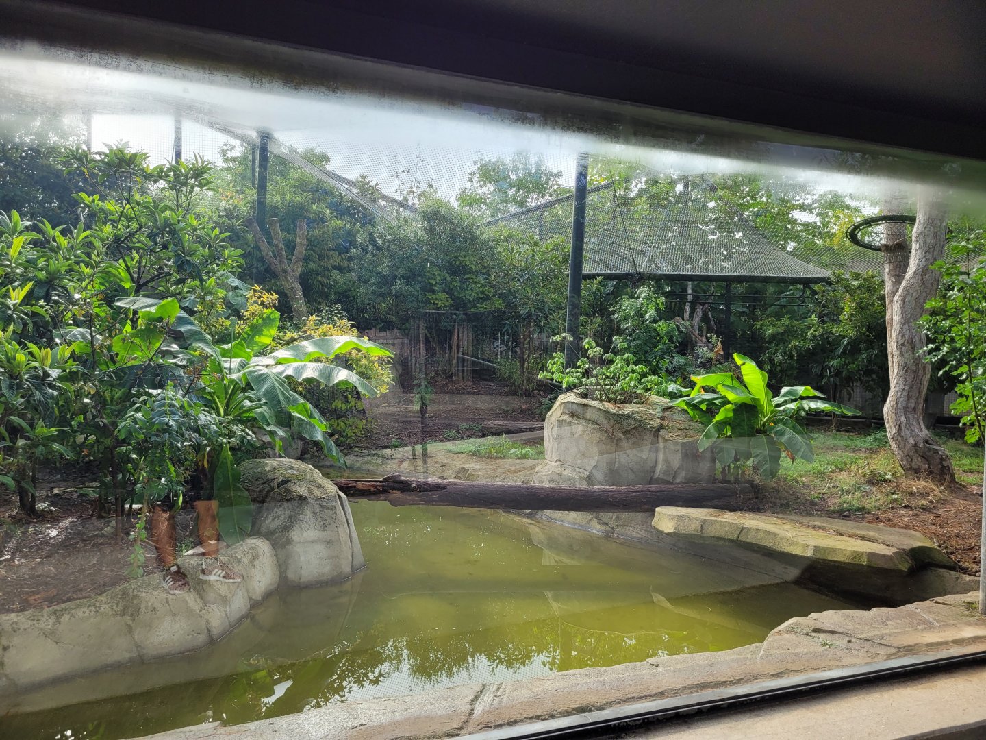 Jaguar exhibit -Parc Zoologique de Paris (2022)