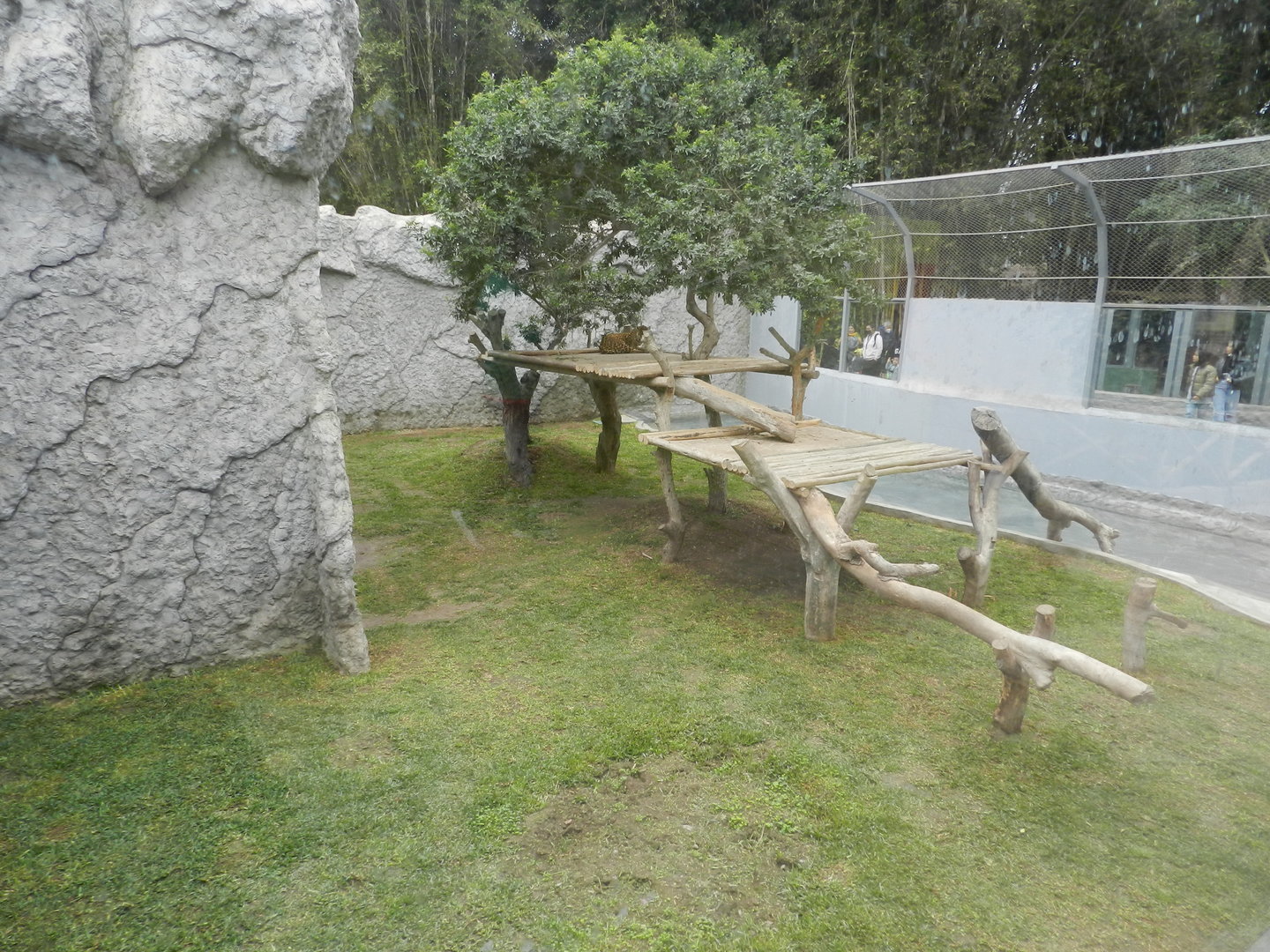 Jaguar exhibit - Parque de Las Leyendas