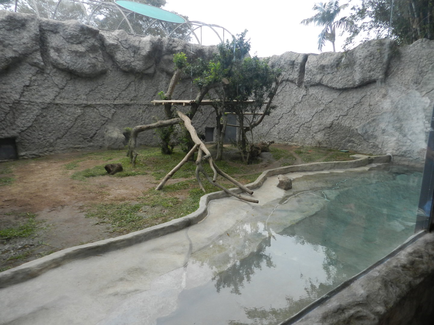 Jaguar exhibit - Parque de Las Leyendas