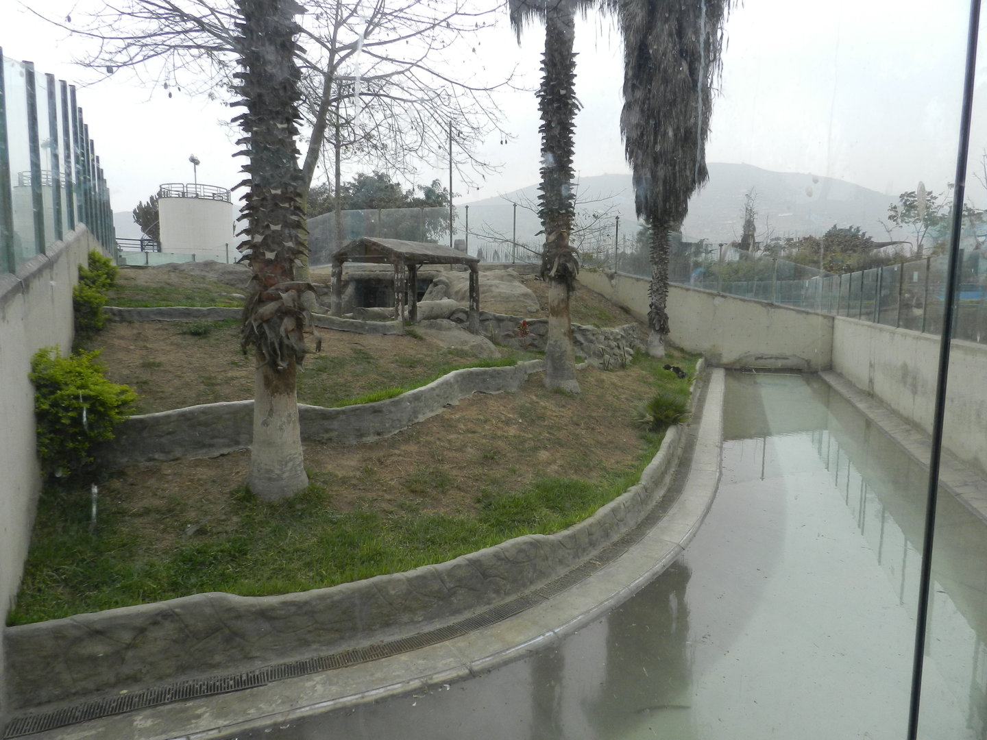 Jaguar exhibit - Parque Zoológico Huachipa