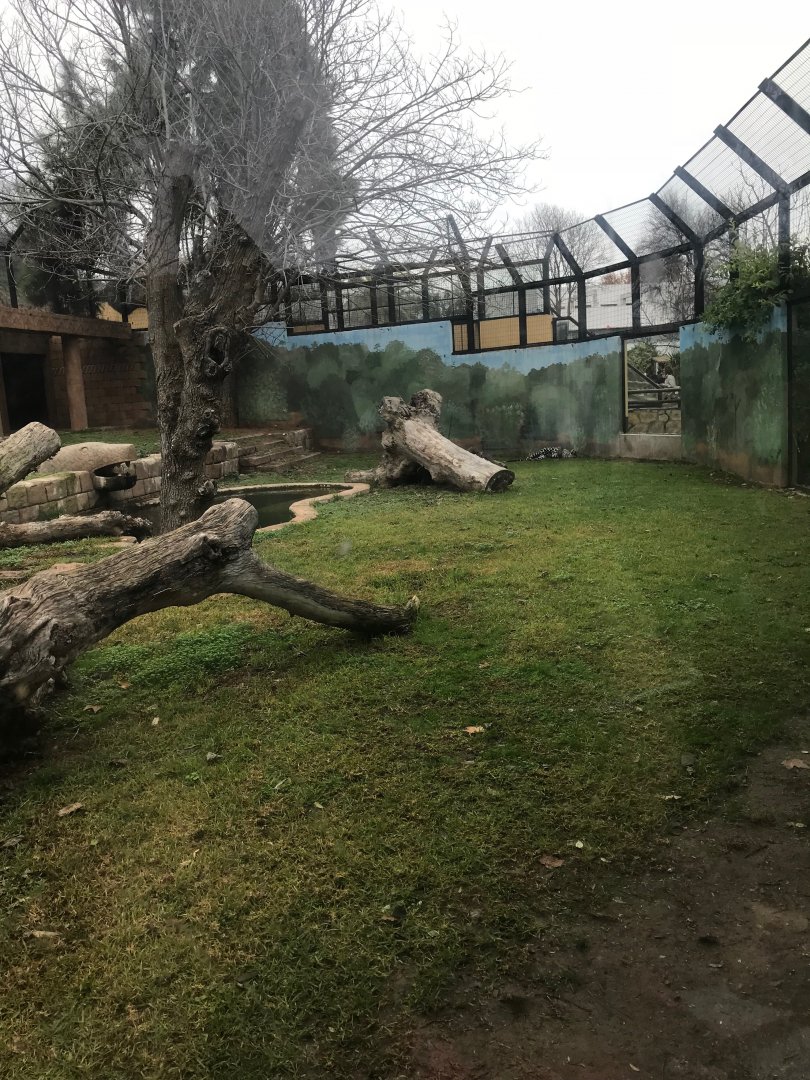 Jaguar exhibit (pic 1)