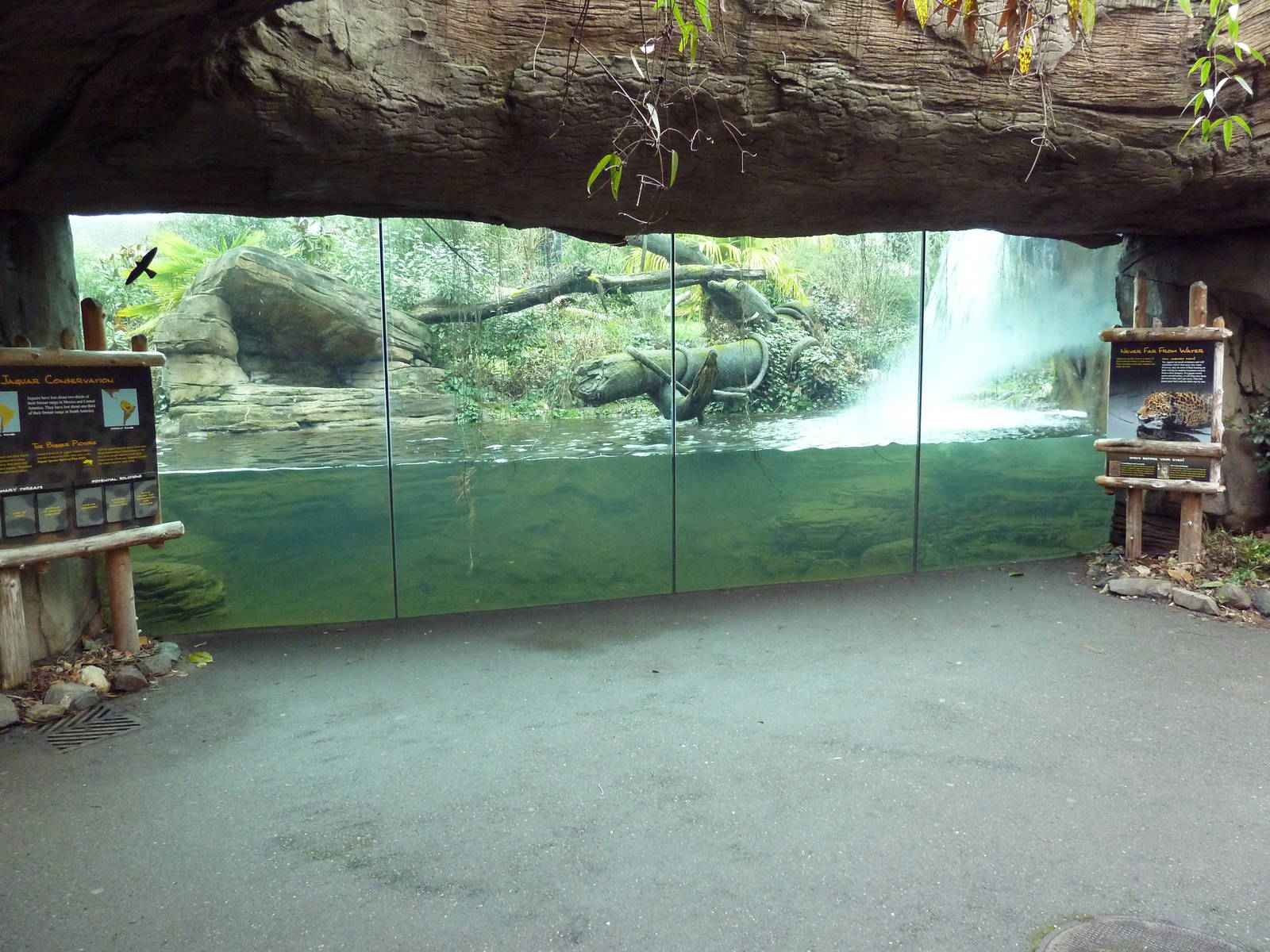 Jaguar Exhibit - Pool Viewing Window