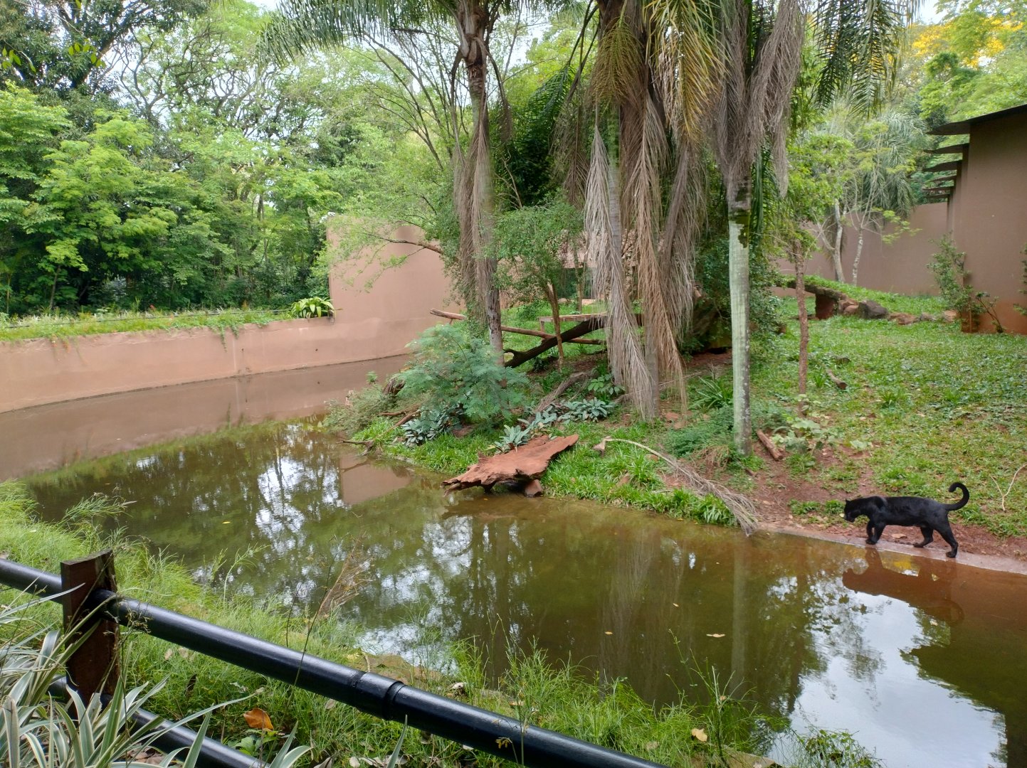 Jaguar exhibit - RBBV (ZRRL)