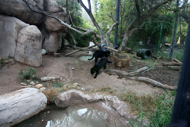 jaguar exhibit - right half