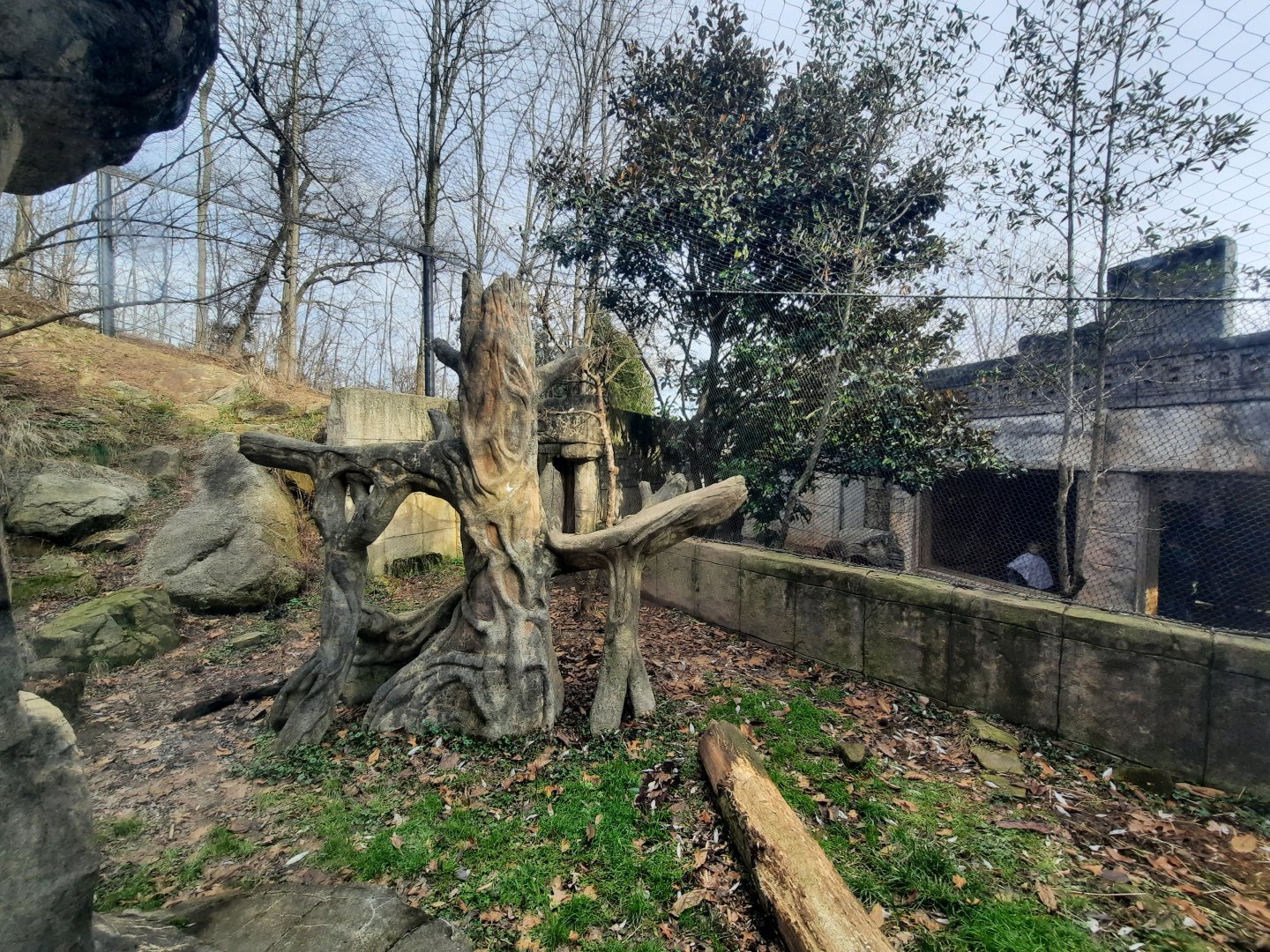 Jaguar Exhibit Right Side