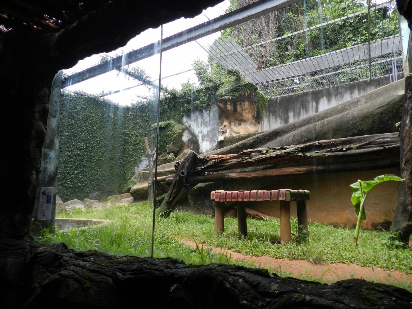 Jaguar exhibit - Salvador zoo (PZGV)