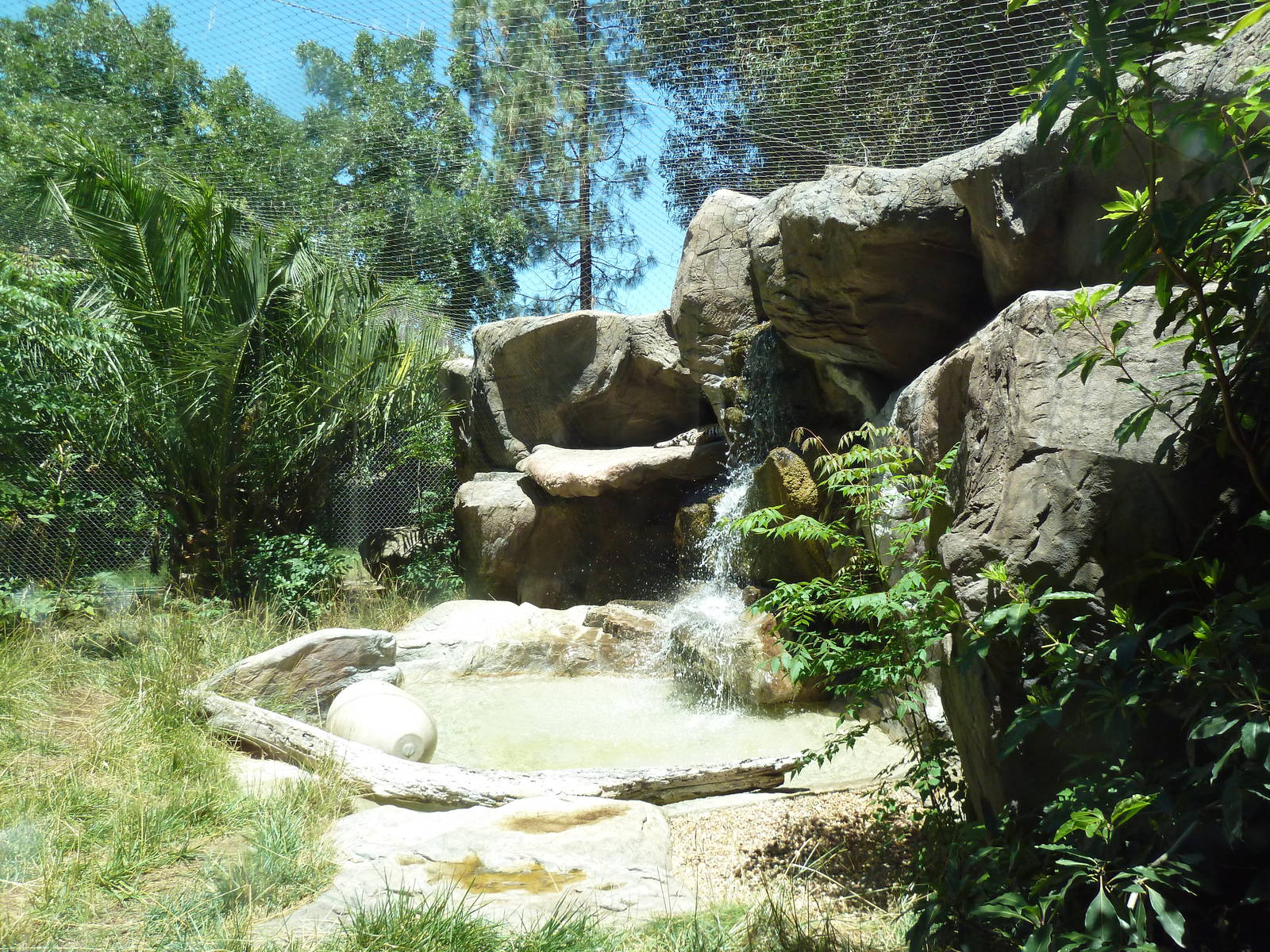 Jaguar Exhibit - See The Cat?