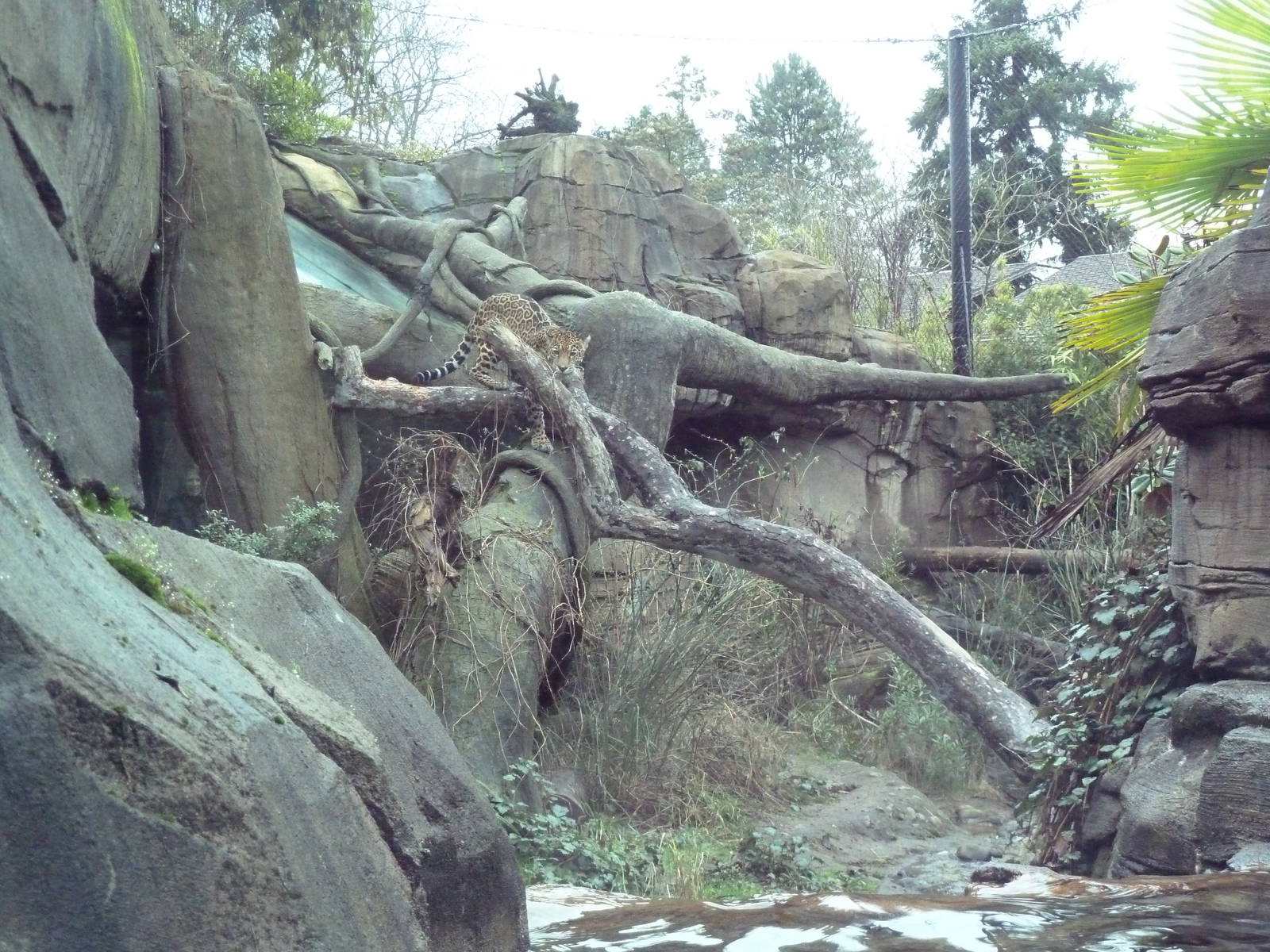 Jaguar Exhibit - See The Jaguar?