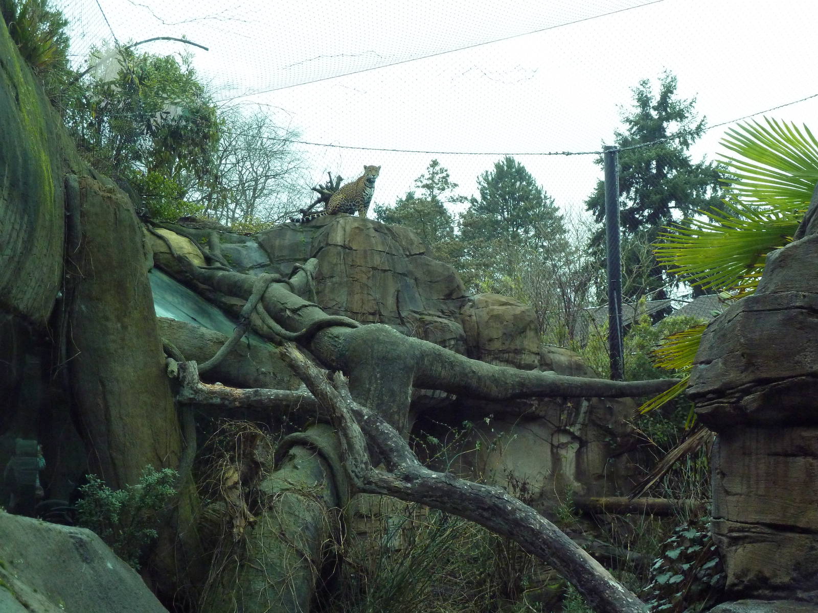 Jaguar Exhibit - See The Jaguar?