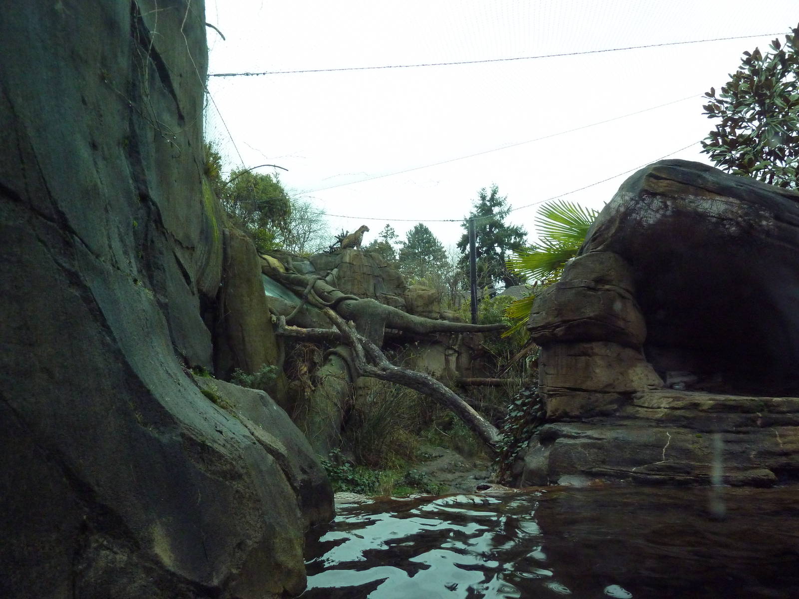 Jaguar Exhibit - See The Jaguar?