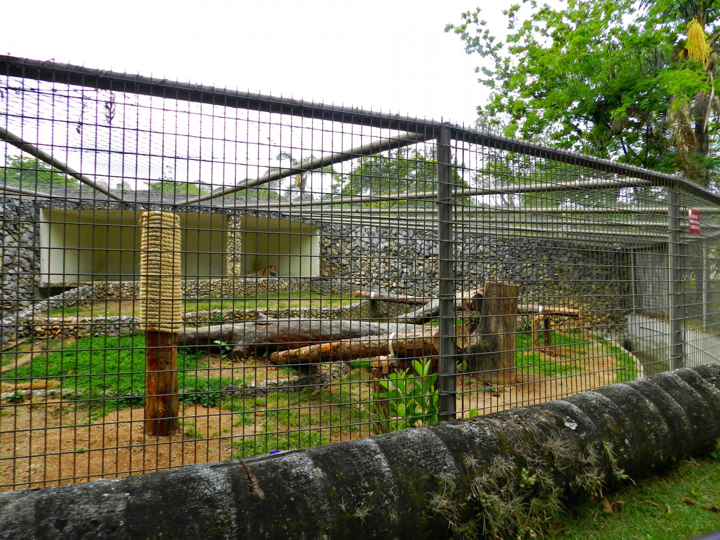 Jaguar exhibit - Sorocaba zoo (PZMQB)