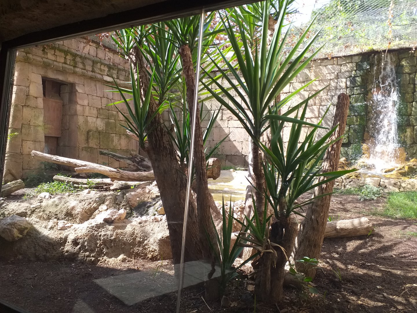 Jaguar exhibit -TerraNatura Benidorm (2021)