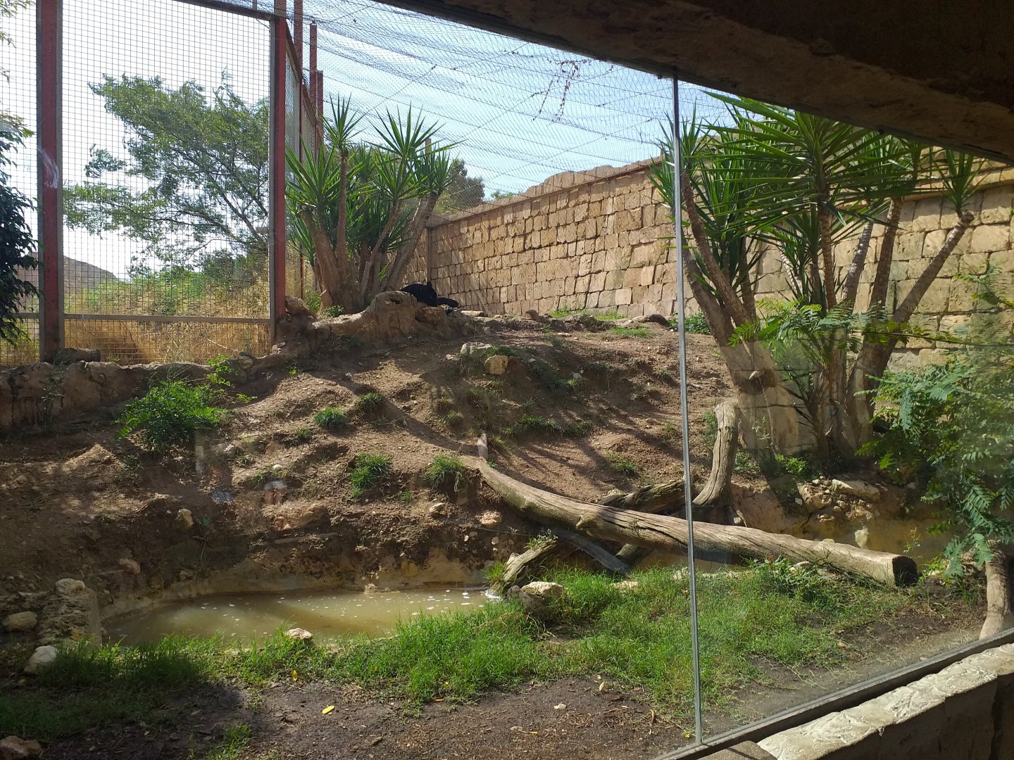 Jaguar exhibit -TerraNatura Benidorm (2021)