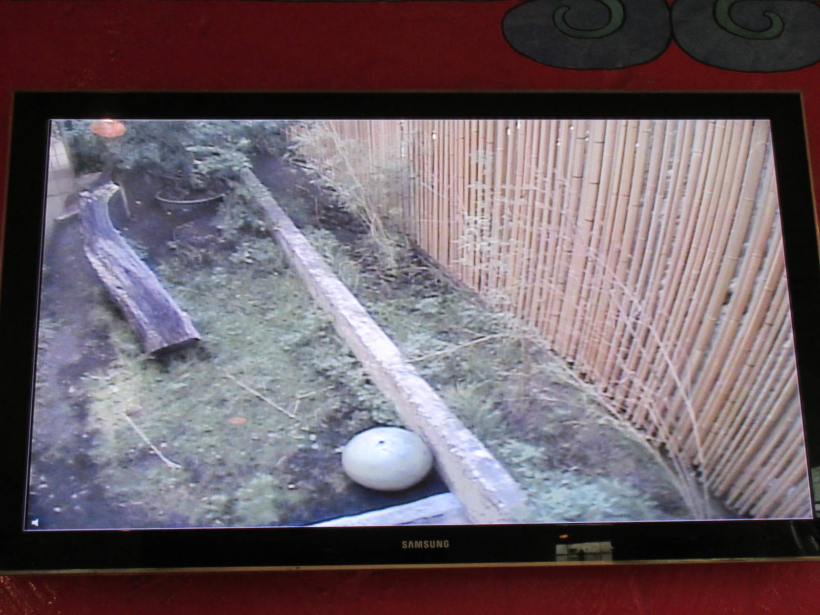 Jaguar Exhibit - video screen image of Jaguar exhibit with grass