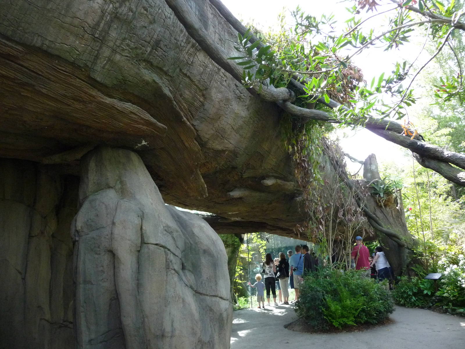 Jaguar Exhibit - Viewing Window