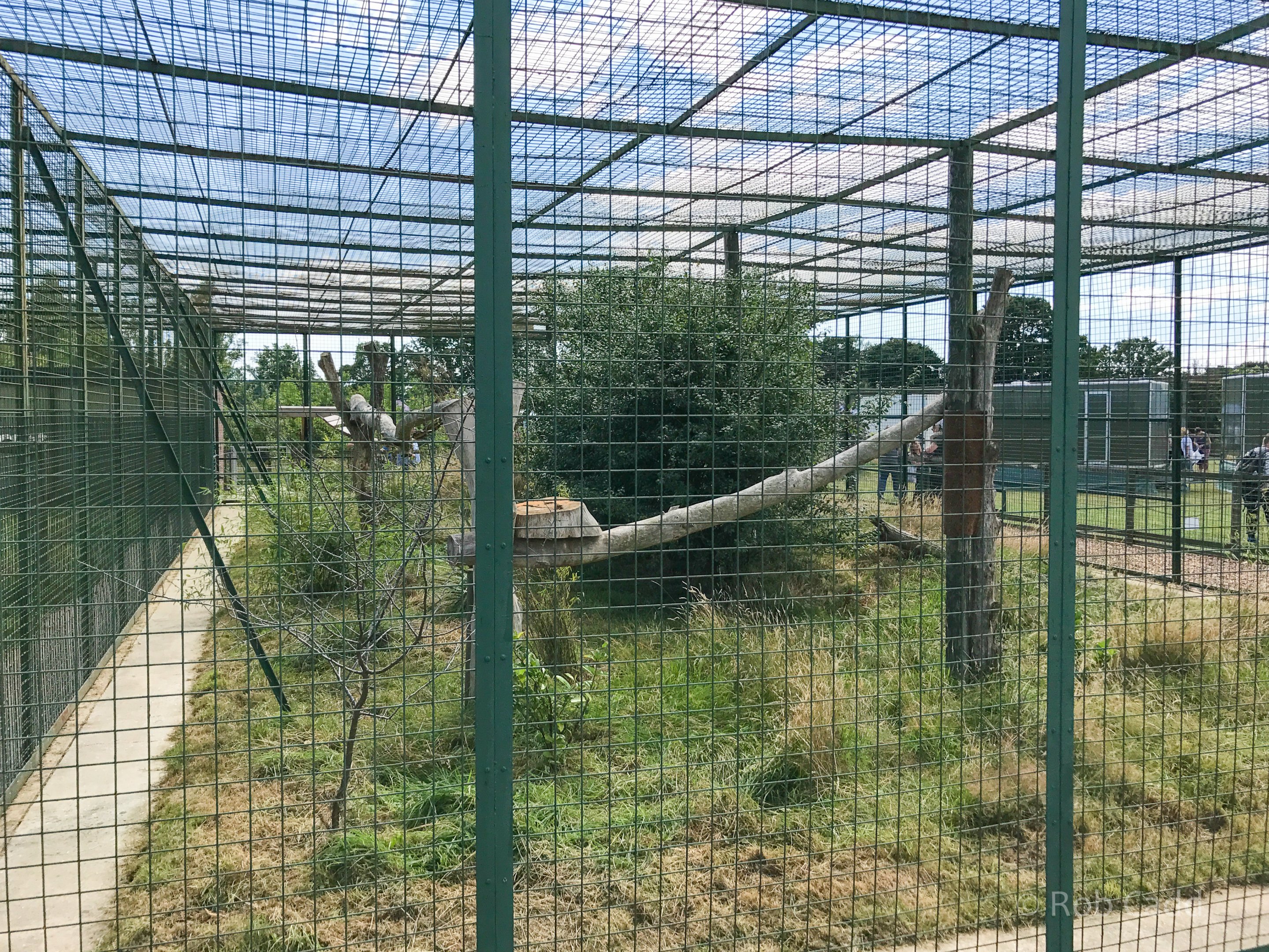 Jaguar (exhibit) : WHF Big Cat Sanctuary : 21 Jul 2017