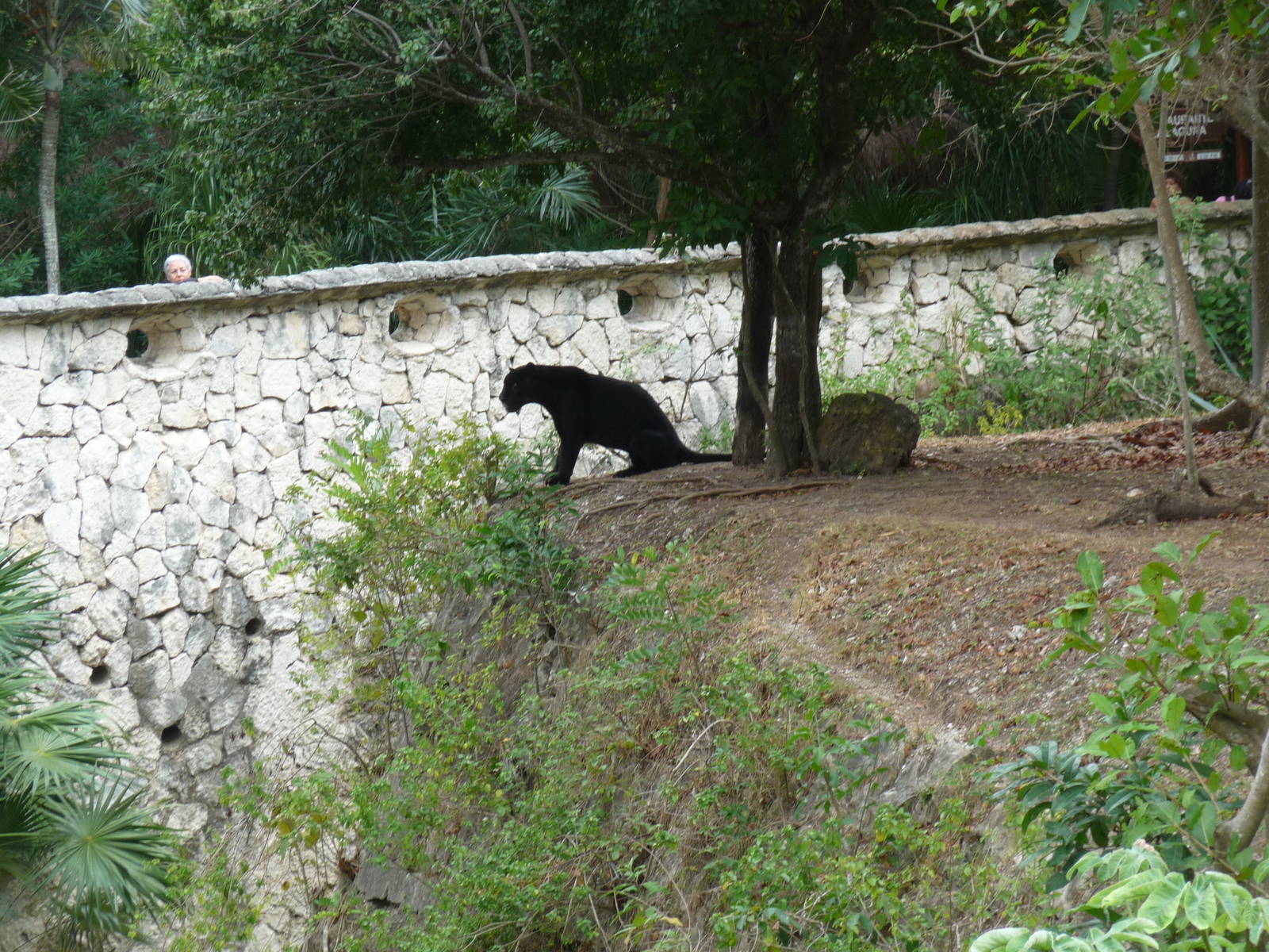 jaguar exhibit xcaret park