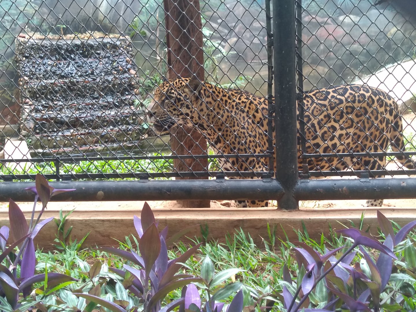 Jaguar exhibit - Zoo bosque Guarani, Foz do Iguaçu